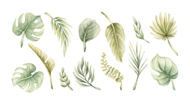 Tropikal Canavar Palm Clipart Set 'i terk etti. Egzotik Afrika ormanları yağmur ormanları yeşil bitkiler. Suluboya elle boyanmış yaz çiçekleri beyaz arka planda izole edilmiş şirin çocuklar için bebek partisi.