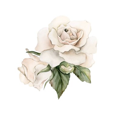 Tomurcuklu ve yapraklı güller. Beyaz bahçe çiçek aranjmanı. Suluboya el boyası düğün tasarımı için çiçek desenli bir illüstrasyon anneler günü kartı tekstil kumaş porselen kaplama logosu.