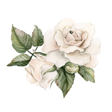 Tomurcuklu ve yapraklı güller. Beyaz bahçe çiçek aranjmanı. Suluboya el boyası düğün tasarımı için çiçek desenli bir illüstrasyon anneler günü kartı tekstil kumaş porselen kaplama logosu.