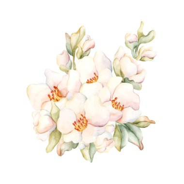 Küçük beyaz çiçek tomurcukları Şeftali Elması Çiçeği açar. Suluboya el çizimi çiçek çizimi ev yapımı tekstil kumaş kozmetik çanak çömleği için beyaz arka planda izole edilmiş.