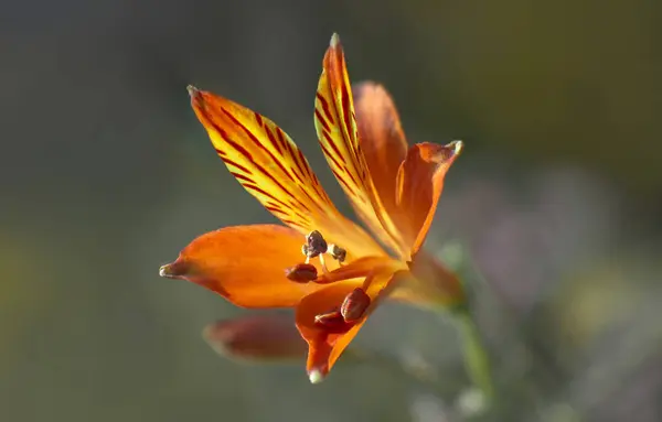 güzel bir çiçek Close-Up