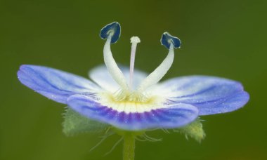 güzel bir çiçek Close-Up