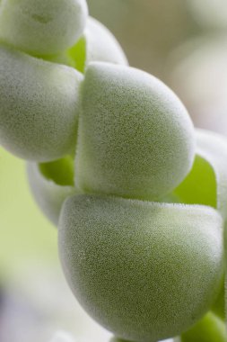 Güzel, sulu bir şeye yakın çekim