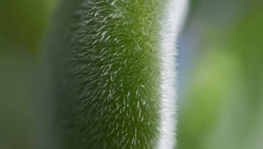 Güzel, sulu bir şeye yakın çekim