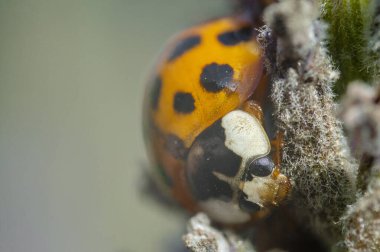 Güzel bir uğur böceğinin yakın çekimi