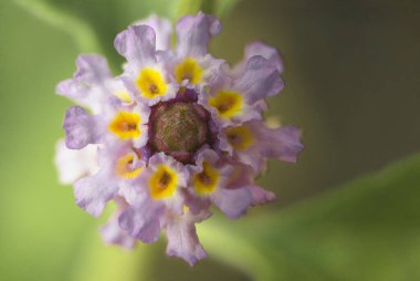 güzel bir çiçek Close-Up