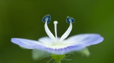 güzel beyaz bir çiçek Close-Up