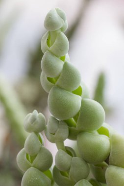Güzel, yeşil, sulu bir şeye yakın çekim