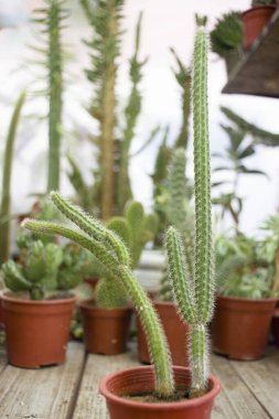 Güzel bir kaktüsün yakın çekimi.