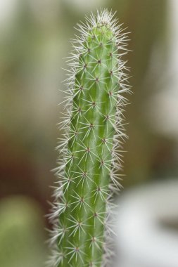 Güzel bir kaktüsün yakın çekimi.