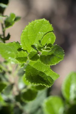 güzel bir çiçek Close-Up