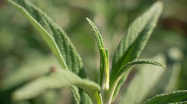 Güzel, yeşil, sulu bir şeye yakın çekim