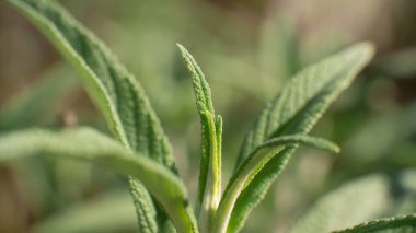 Güzel, yeşil, sulu bir şeye yakın çekim