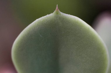 Güzel, yeşil, sulu bir şeye yakın çekim