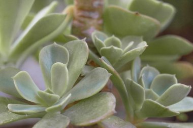 Güzel, yeşil, sulu bir şeye yakın çekim