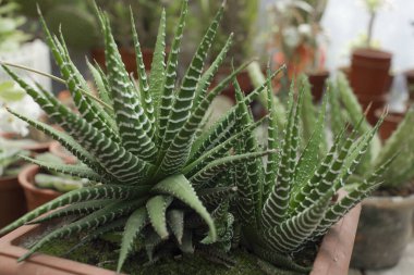 Güzel, yeşil, sulu bir şeye yakın çekim