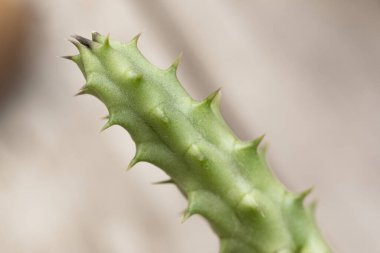 Güzel, yeşil, sulu bir şeye yakın çekim