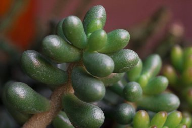 Güzel, yeşil, sulu bir şeye yakın çekim