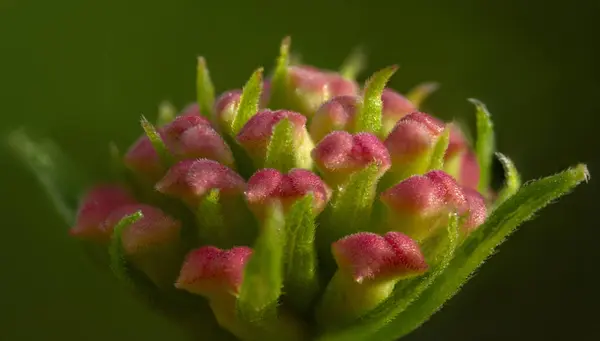 güzel bir çiçek Close-Up