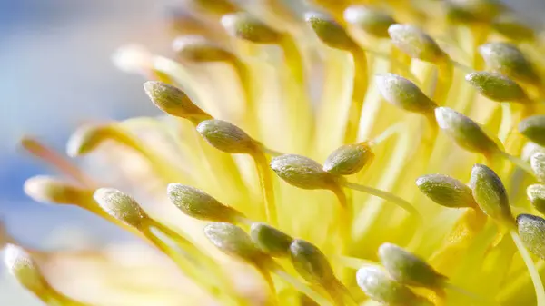 güzel bir çiçek Close-Up
