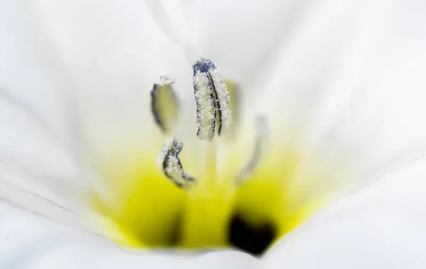 güzel bir çiçek Close-Up