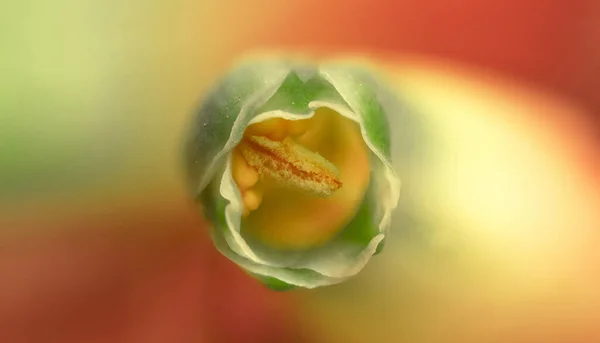 güzel bir çiçek Close-Up