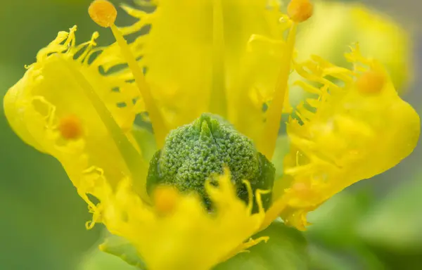 güzel bir çiçek Close-Up