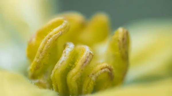 güzel bir çiçek Close-Up