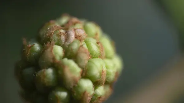 güzel bir çiçek Close-Up