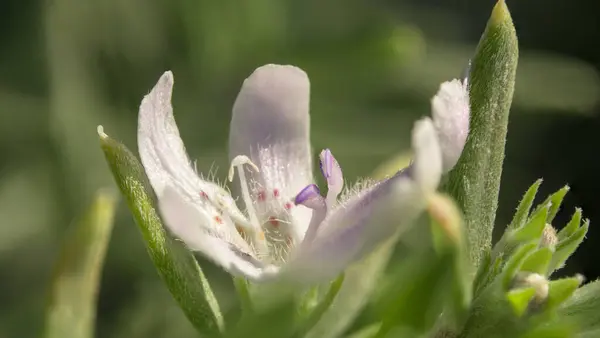 güzel bir çiçek Close-Up
