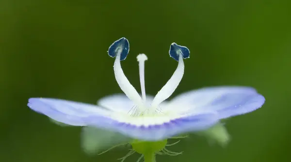 güzel beyaz bir çiçek Close-Up