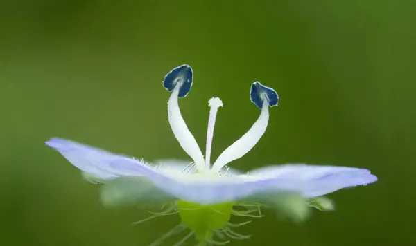 güzel beyaz bir çiçek Close-Up