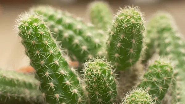 Close Beautiful Cactus — Stock Photo, Image