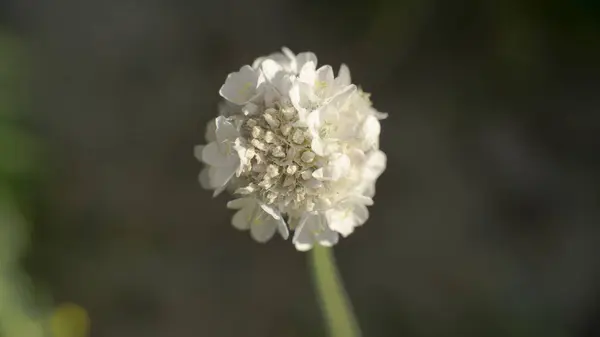 güzel bir çiçek Close-Up