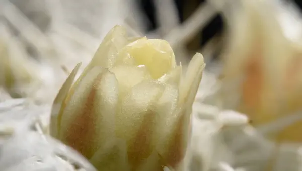 güzel bir çiçek Close-Up