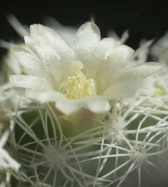 güzel bir çiçek Close-Up