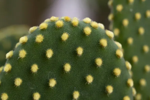 güzel bir çiçek Close-Up