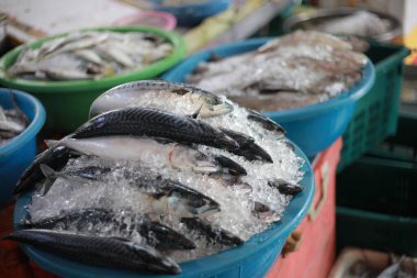 taze balık pazarında satmak