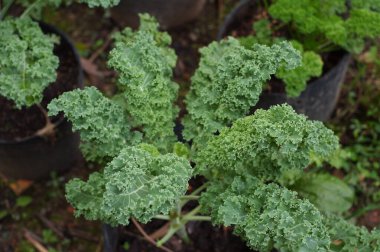 Bahçede yeşil lahana.