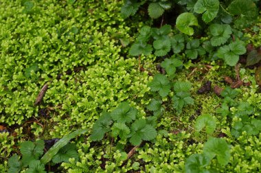 yeşil yosun dokusu arkaplanı