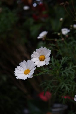 Bahçedeki güzel çiçekler