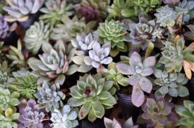 Güzel botanik fotoğrafı, doğal duvar kağıdı.