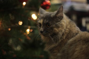 Ağaçtaki kedi