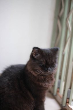 Pencere pervazındaki kedi