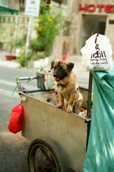 Sokakta bir köpek