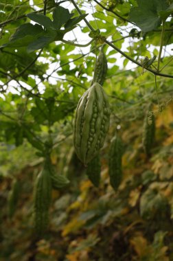Bahçedeki taze salatalıkların manzarasını kapat.