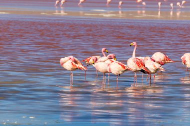 Laguna Colorada, Bolivya 'daki flamingolar.