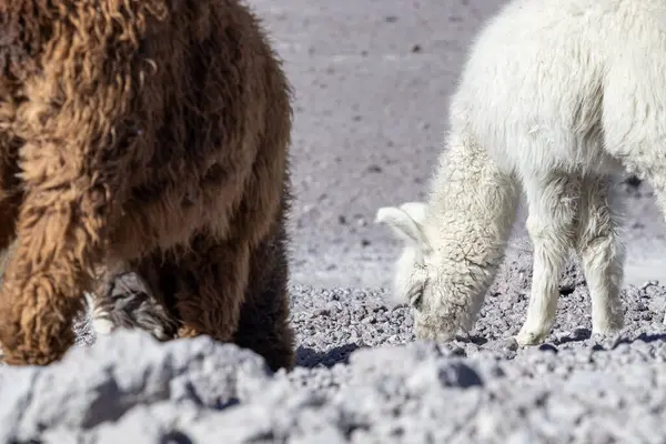 Bolivya 'daki kayalık arazide Alpaca.