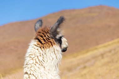 Llama, Eduardo Avaroa Ulusal Rezervi, Bolivya.