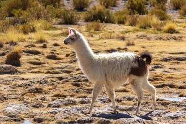 Llama, Eduardo Avaroa Ulusal Rezervi, Bolivya.